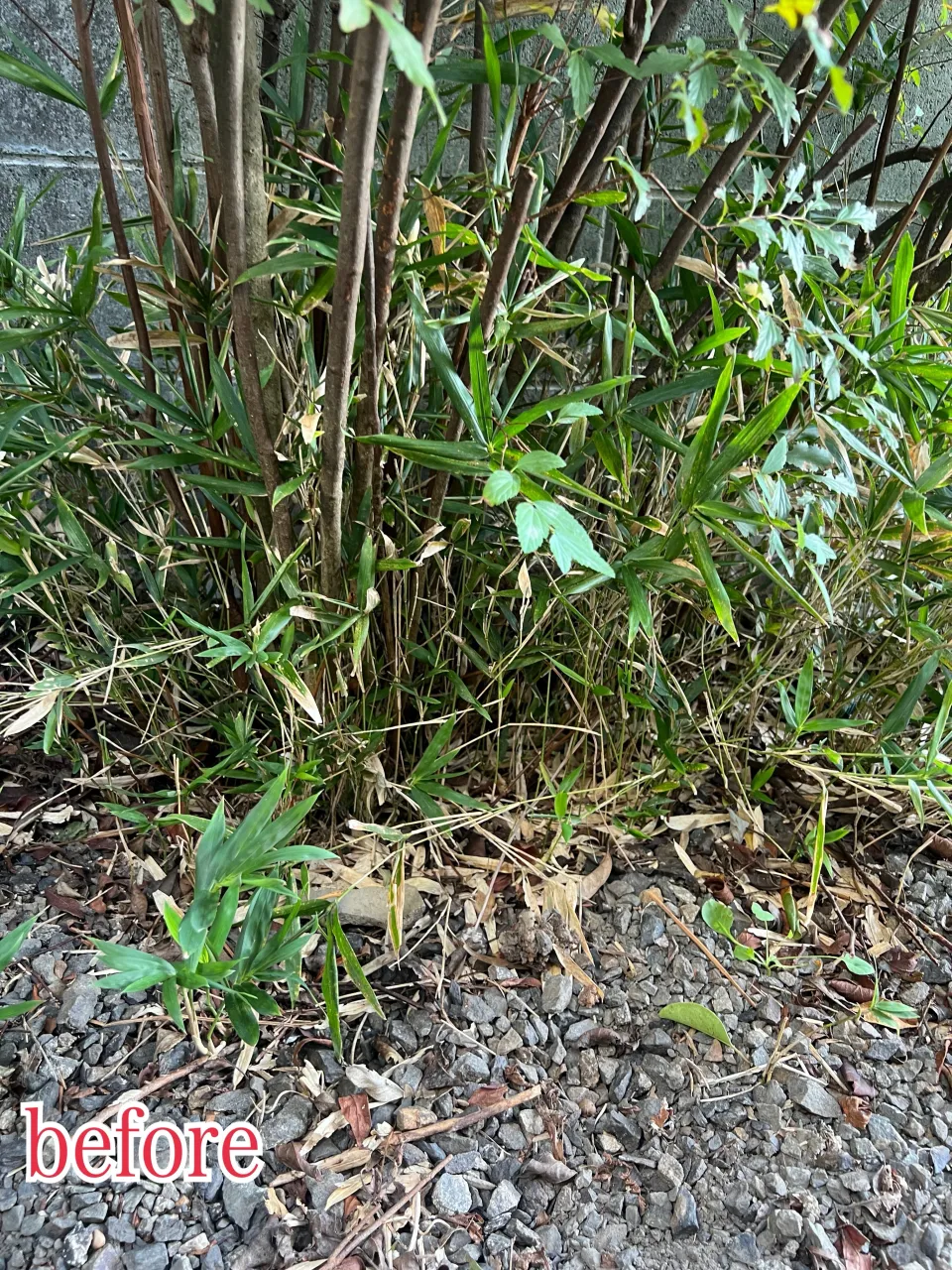 🌳庭木の伐採・抜根作業🌳