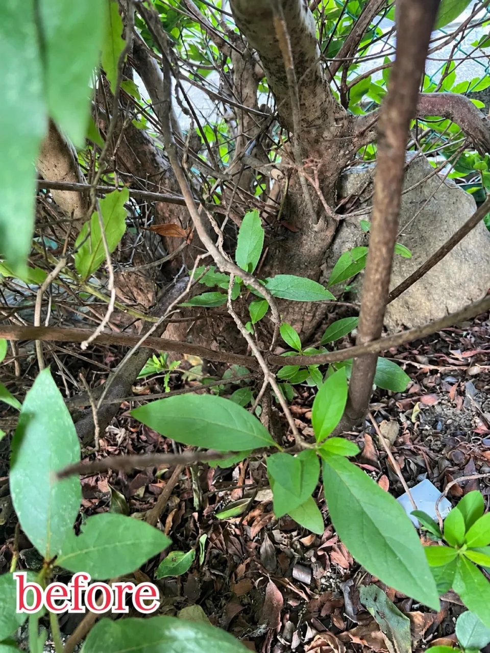 🌳庭木の伐採・抜根作業🌳