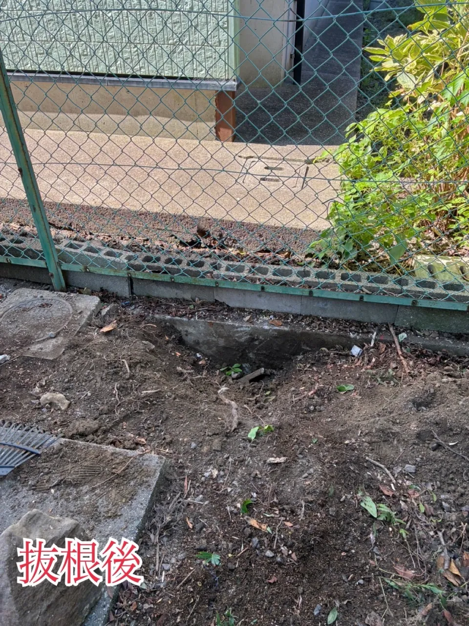 🌳庭木の伐採・抜根作業🌳